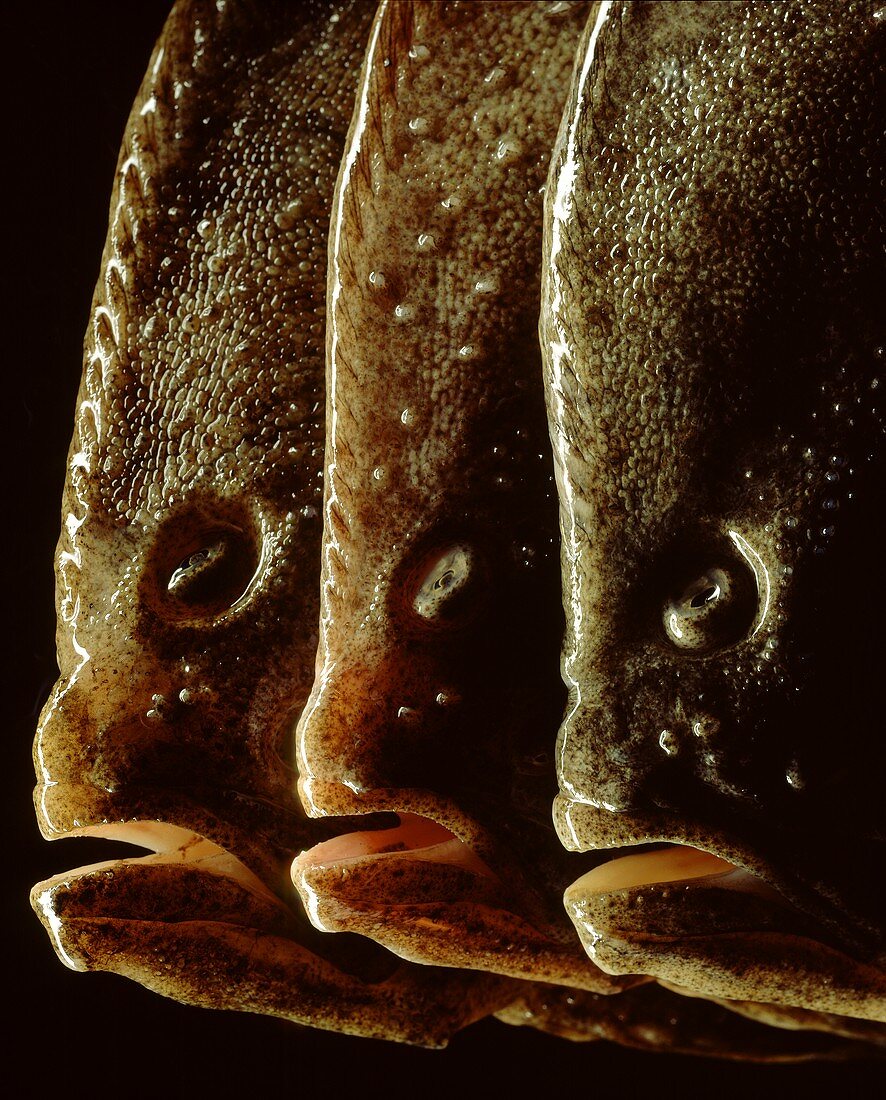 Three turbot heads