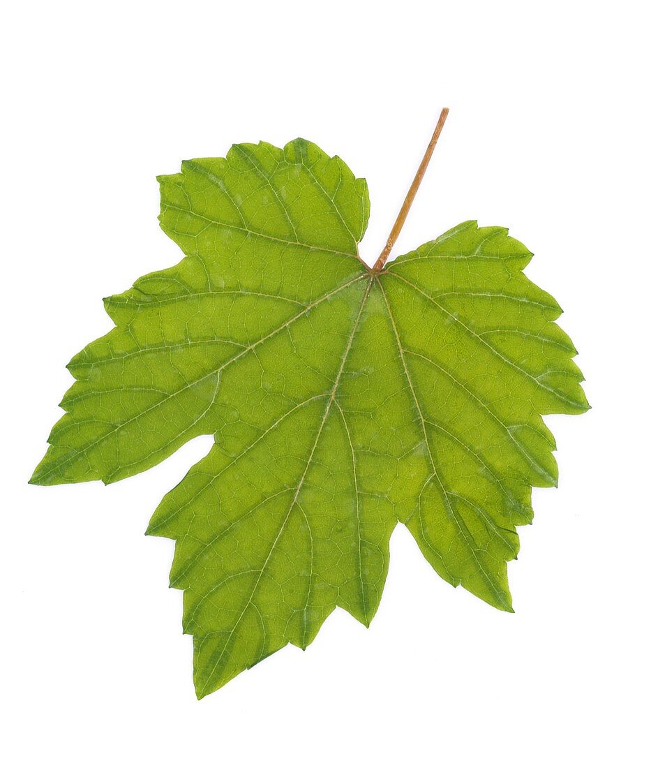 A vine leaf