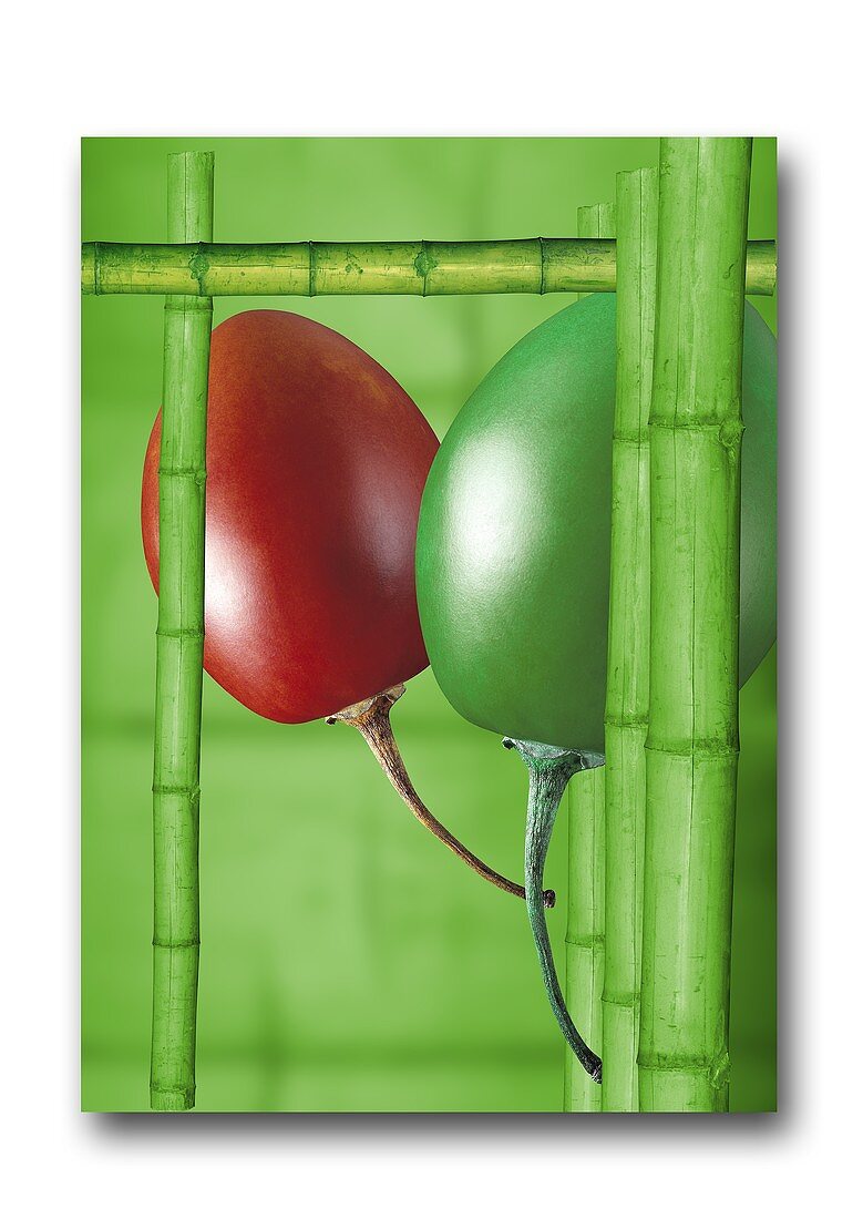 Red and green tamarillo with bamboo canes