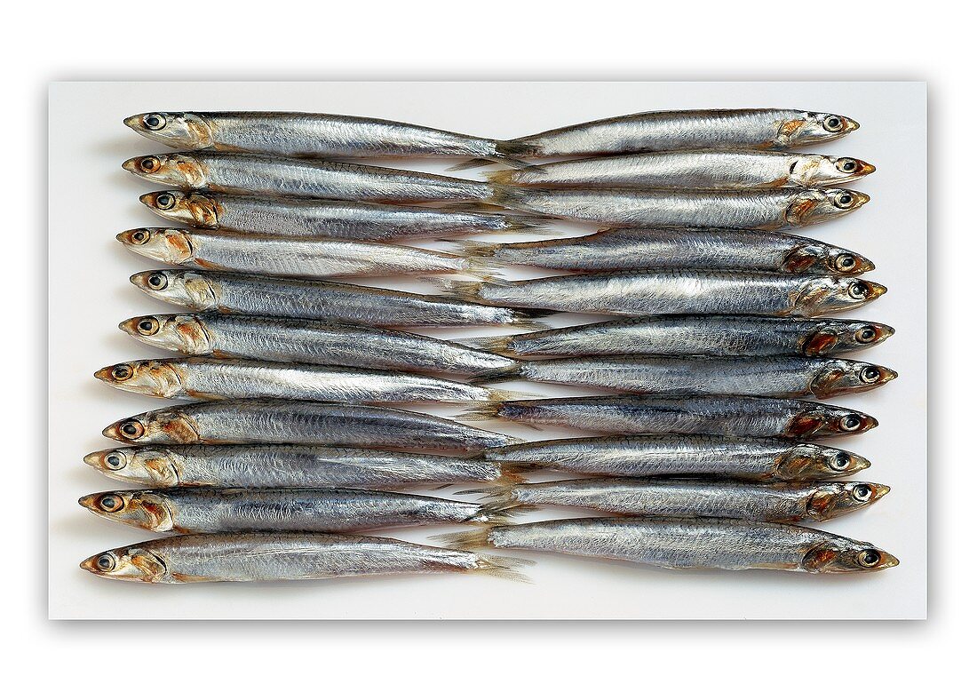 Lots of sardines side by side