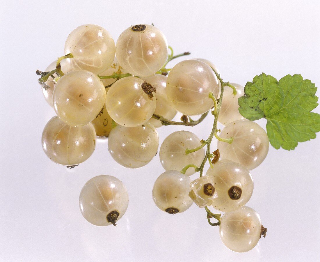 weiße Johannisbeeren mit Blatt