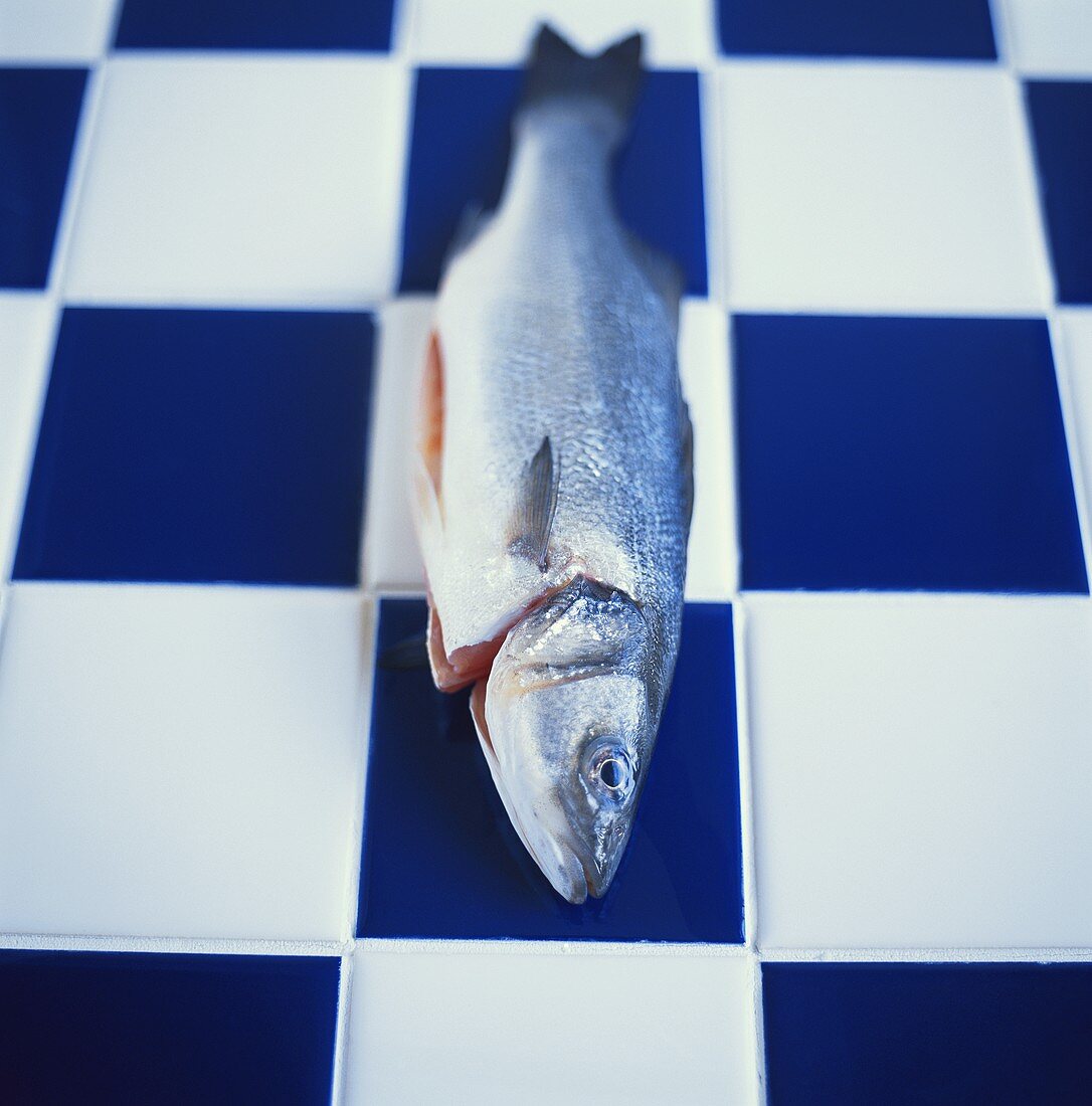 Fresh trout on blue and white tiles