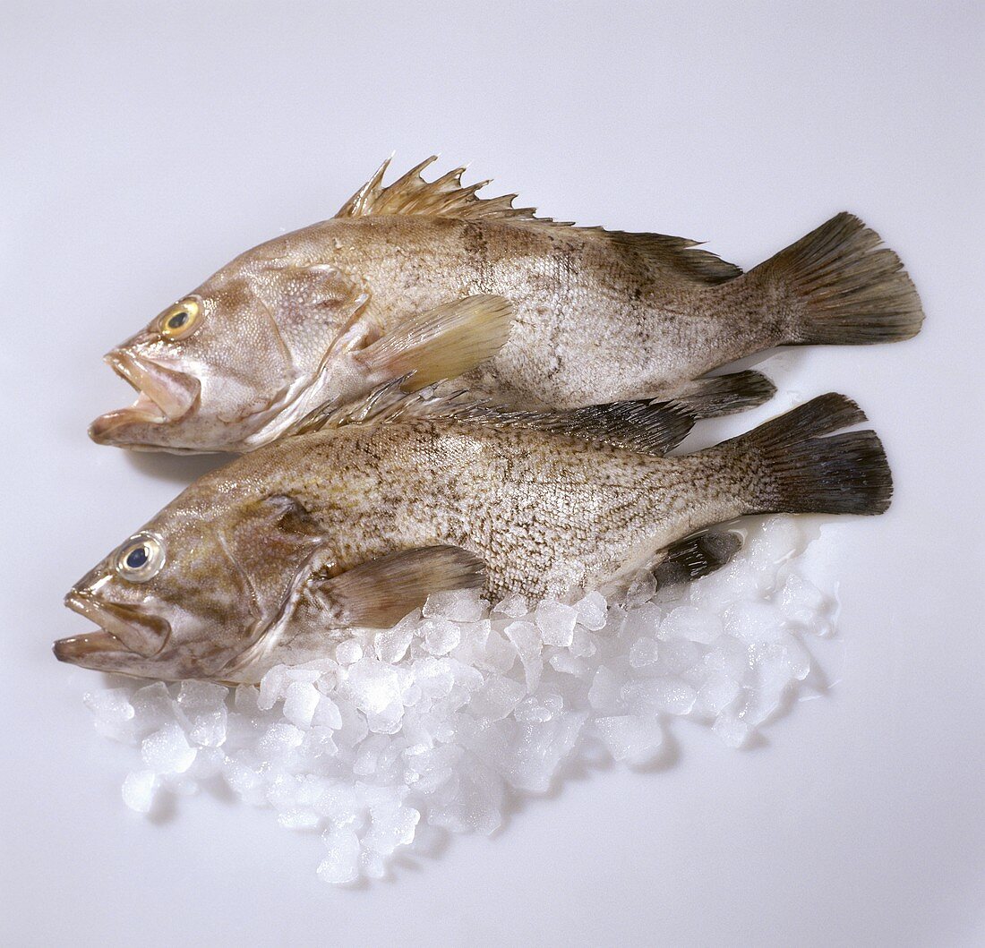 Fresh grouper on crushed ice