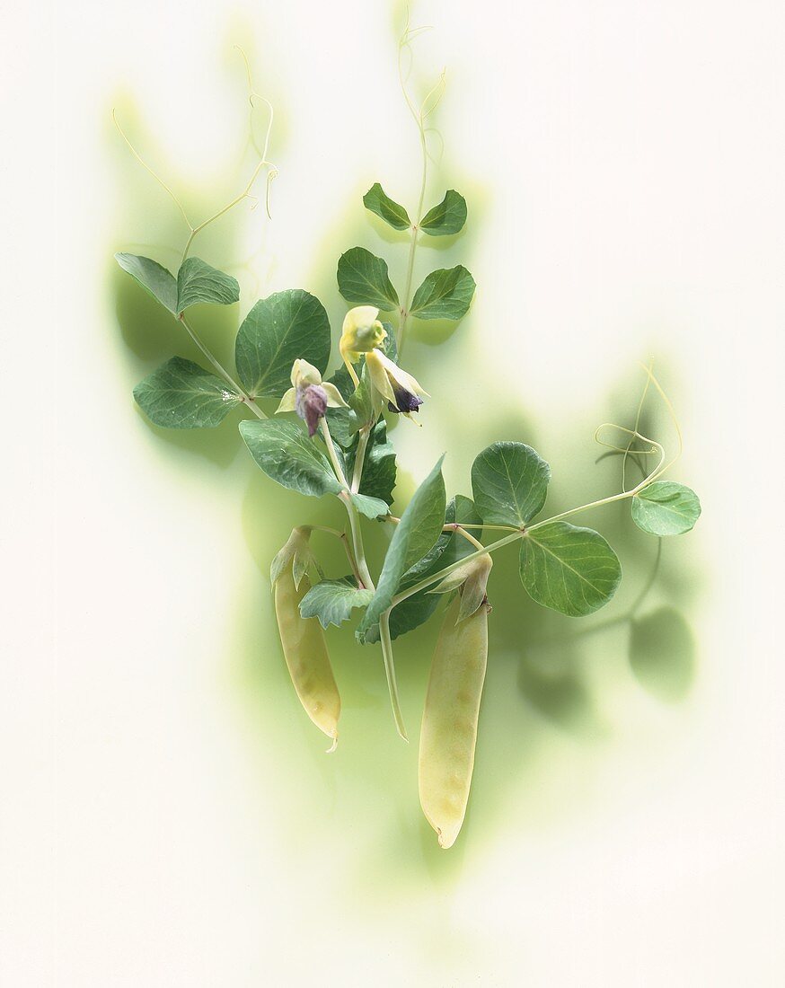 Yellow mangetouts on the plant