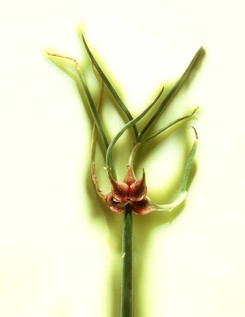 Top onion (Egyptian onion)