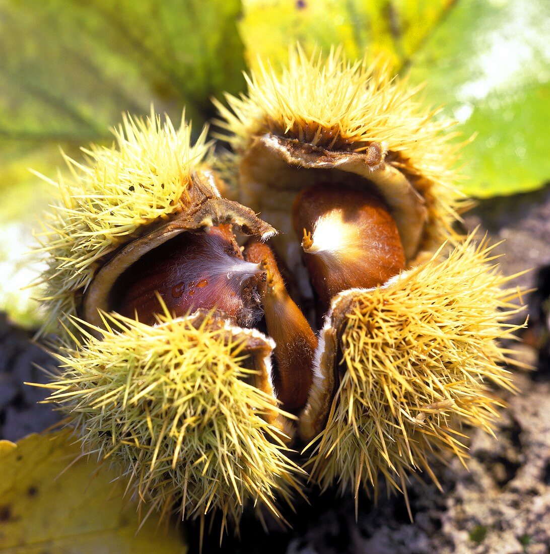 Sweet chestnuts in their shells