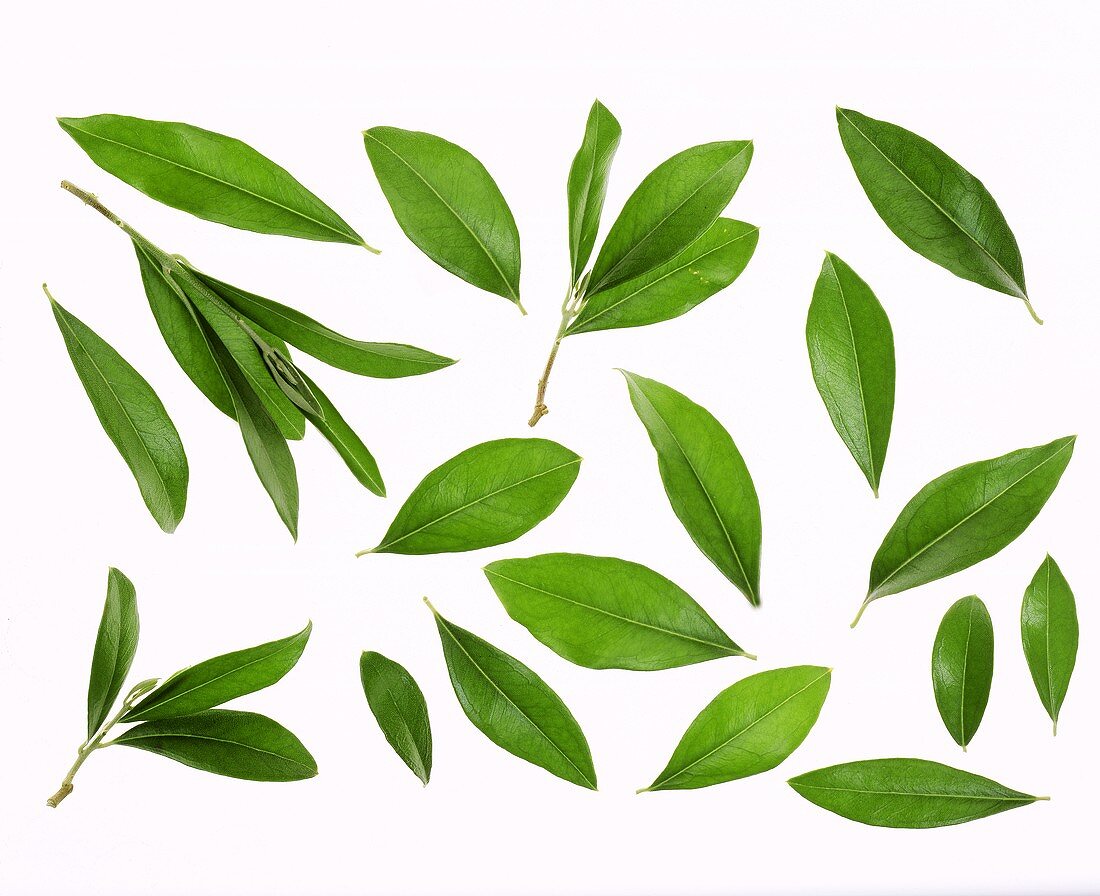 Olive leaves