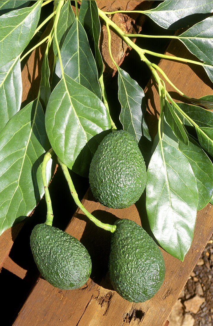 Australian avocados on stalk