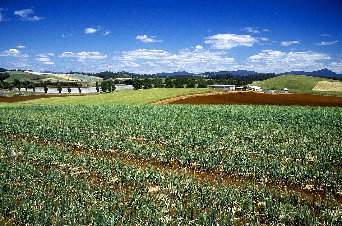 Zwiebelfarm in Australien