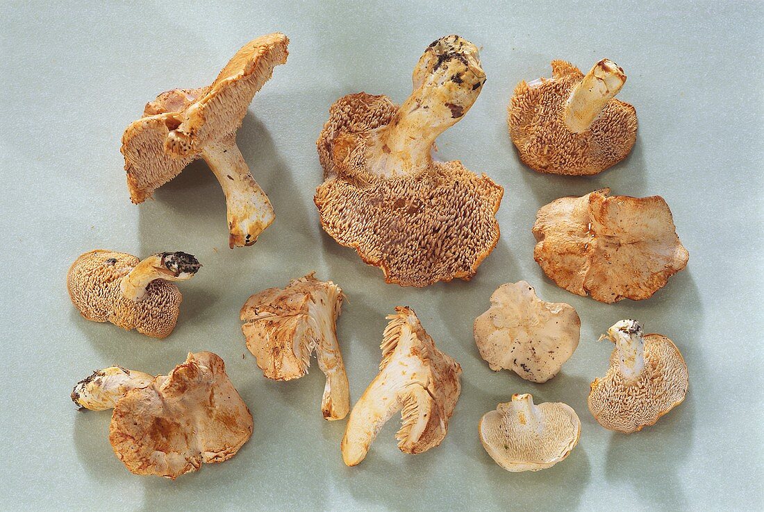 Fresh wood hedgehog mushrooms