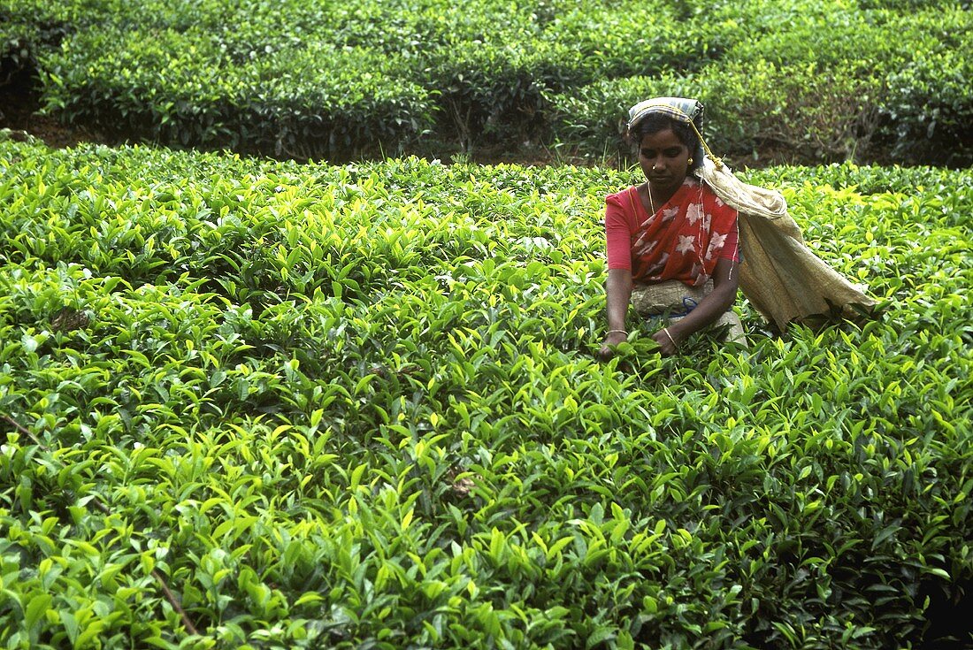 Teeplantage in Indien