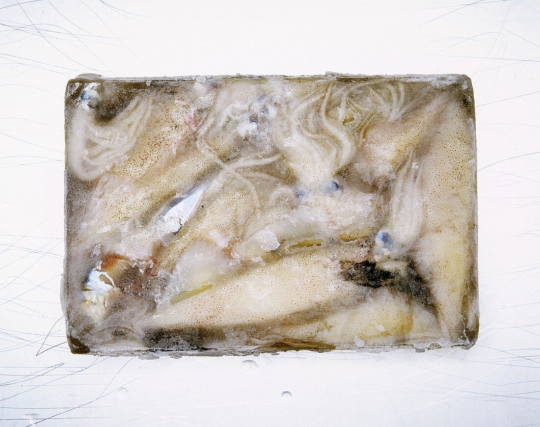 Frozen squid in block of ice