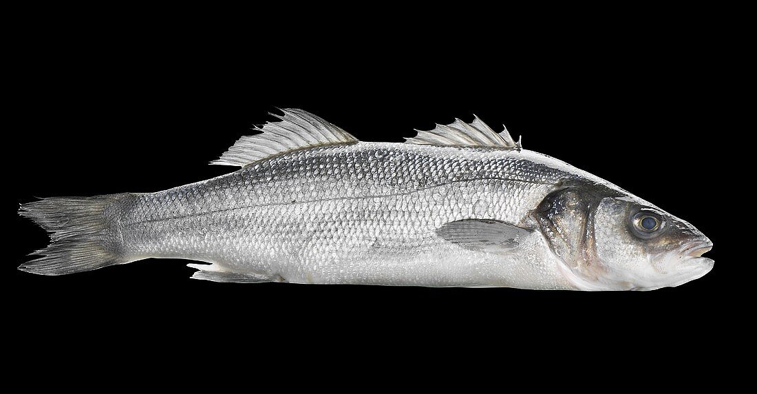 Fresh sea bass