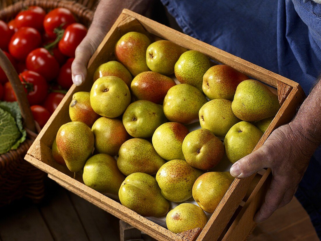 Hands holding crate of pears