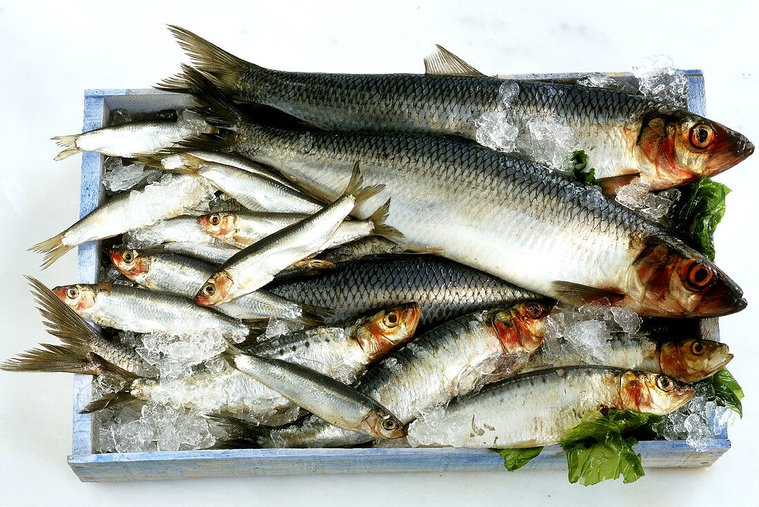 Fresh herrings, sardines and sprats in a crate