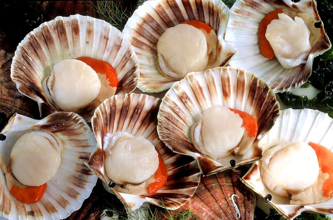 Several scallops, opened