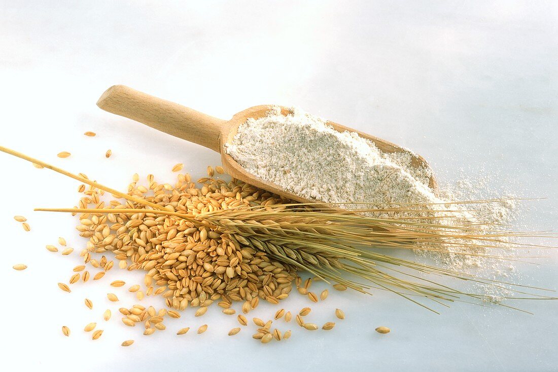 Barleycorns, ear of barley and barley flour