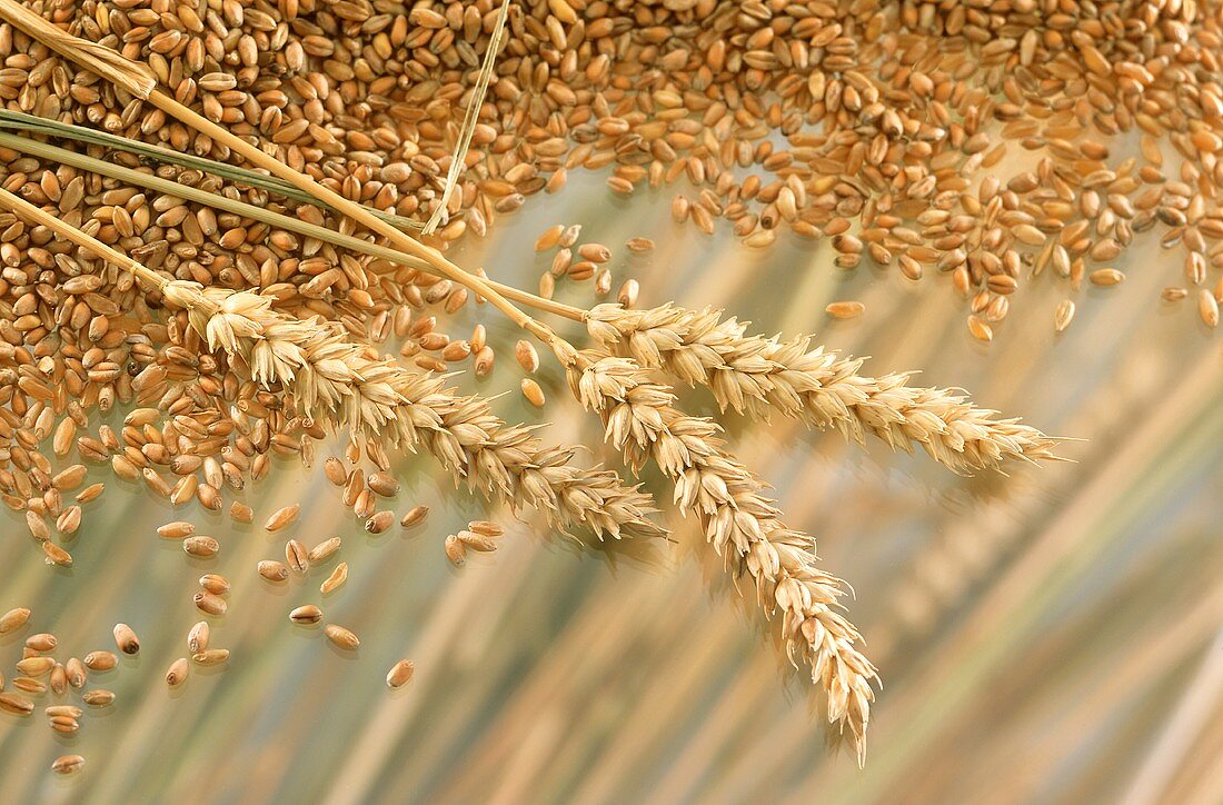 Grains and ears of wheat