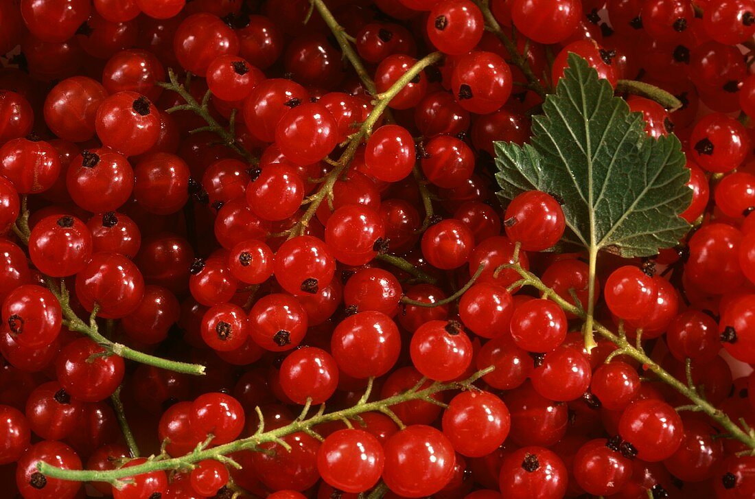 Redcurrants with leaf (filling the picture)