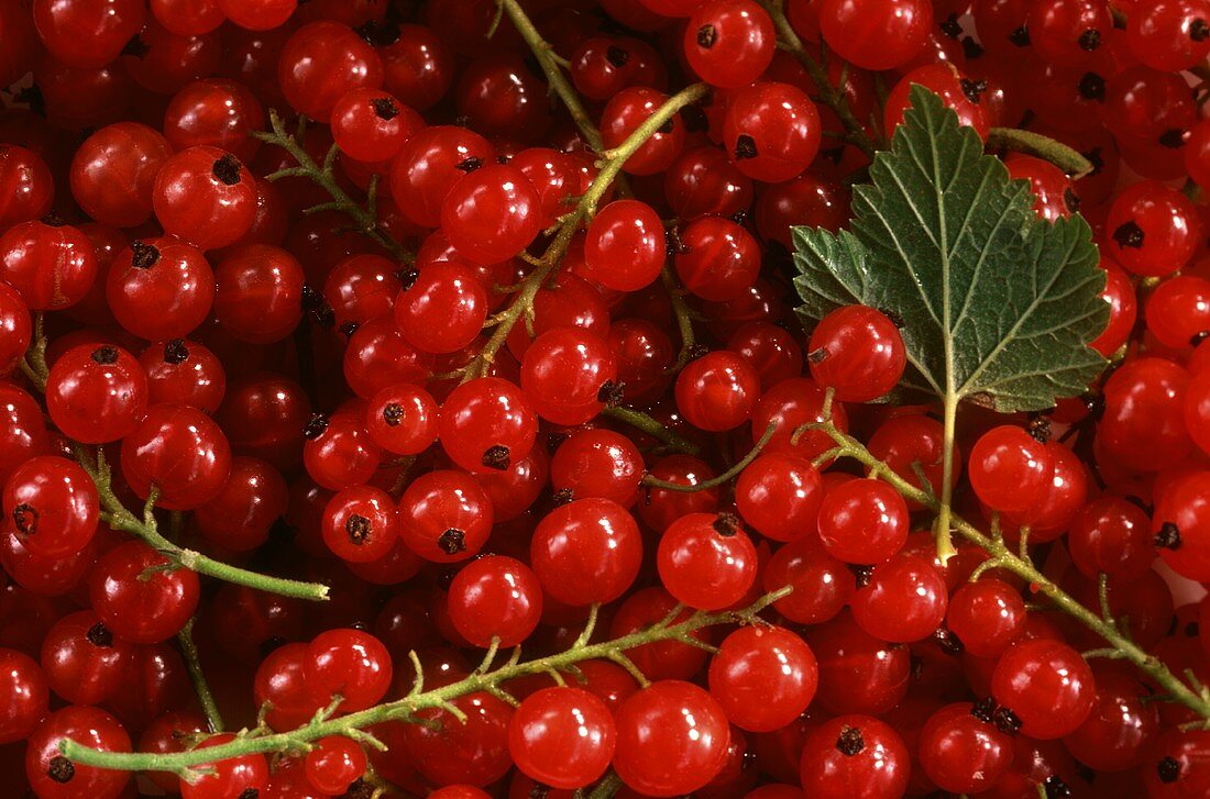 Rote Johannisbeeren mit Blatt (bildfüllend)