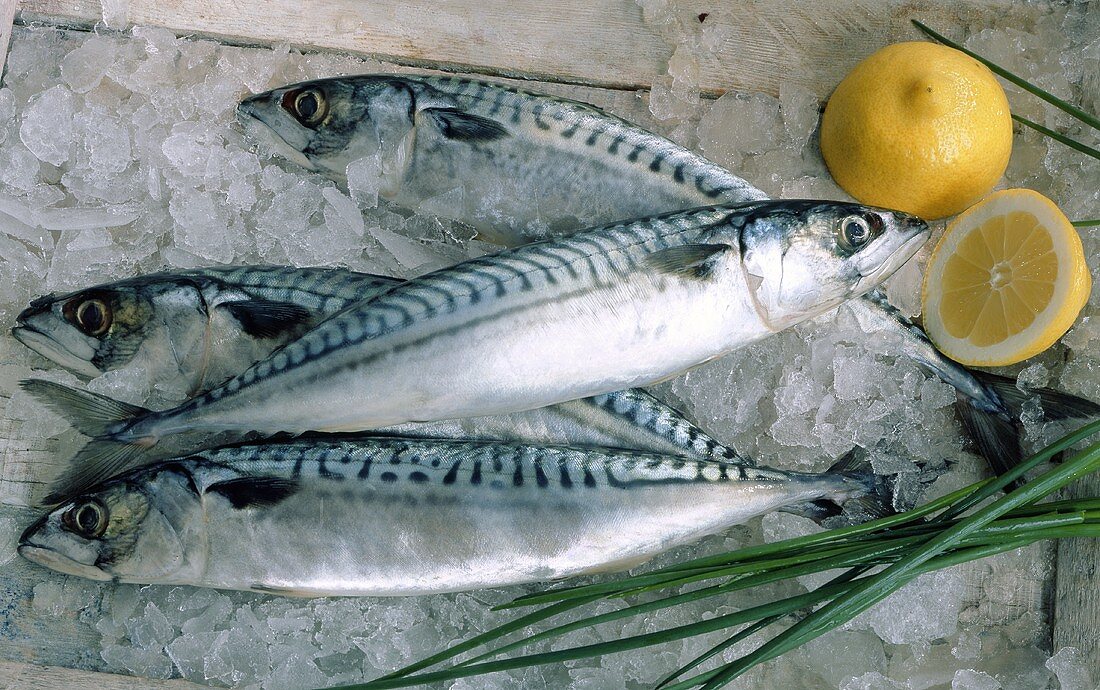 Fresh mackerel on ice with lemon and chives