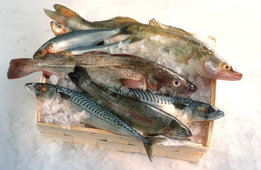 Verschiedene Süsswasserfische und Meeresfische in Kiste