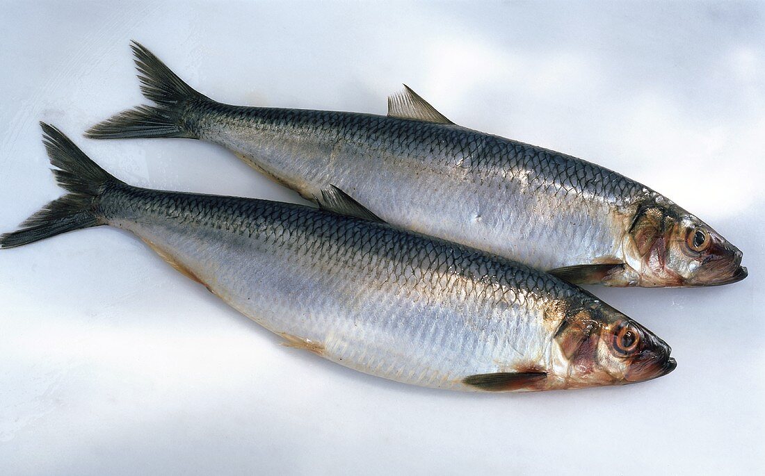 Two fresh herrings