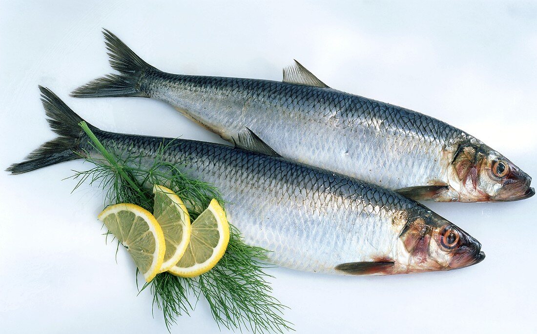 Fresh herrings with lemon and dill