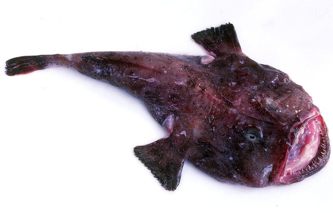 Fresh monkfish