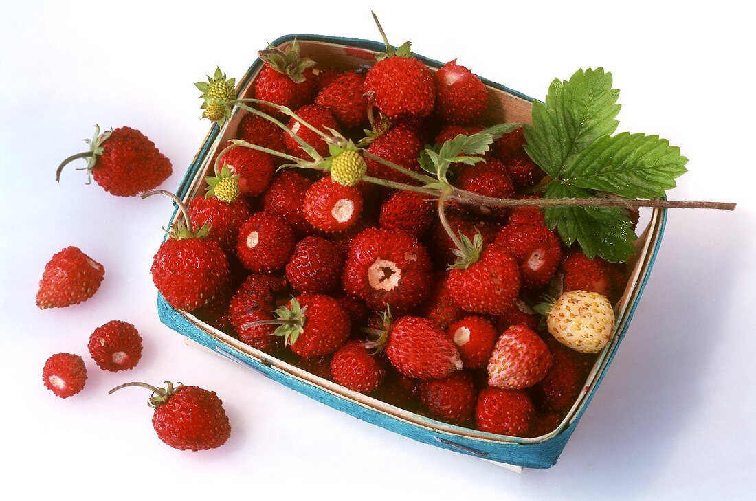 Wild strawberries in chip basket