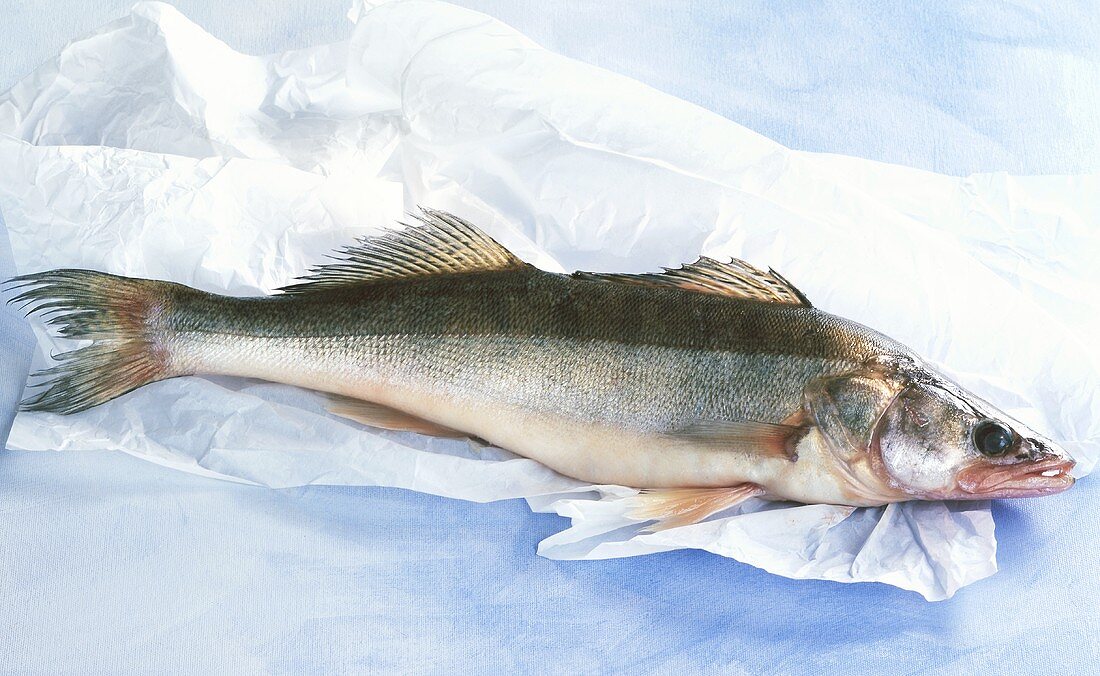 Fresh pike-perch on paper