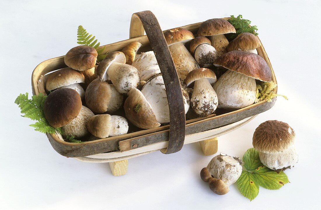 Fresh ceps in basket