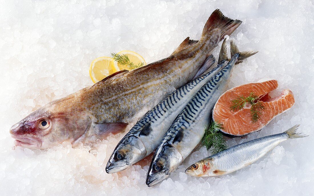 Cod, mackerel, salmon and sardine on ice