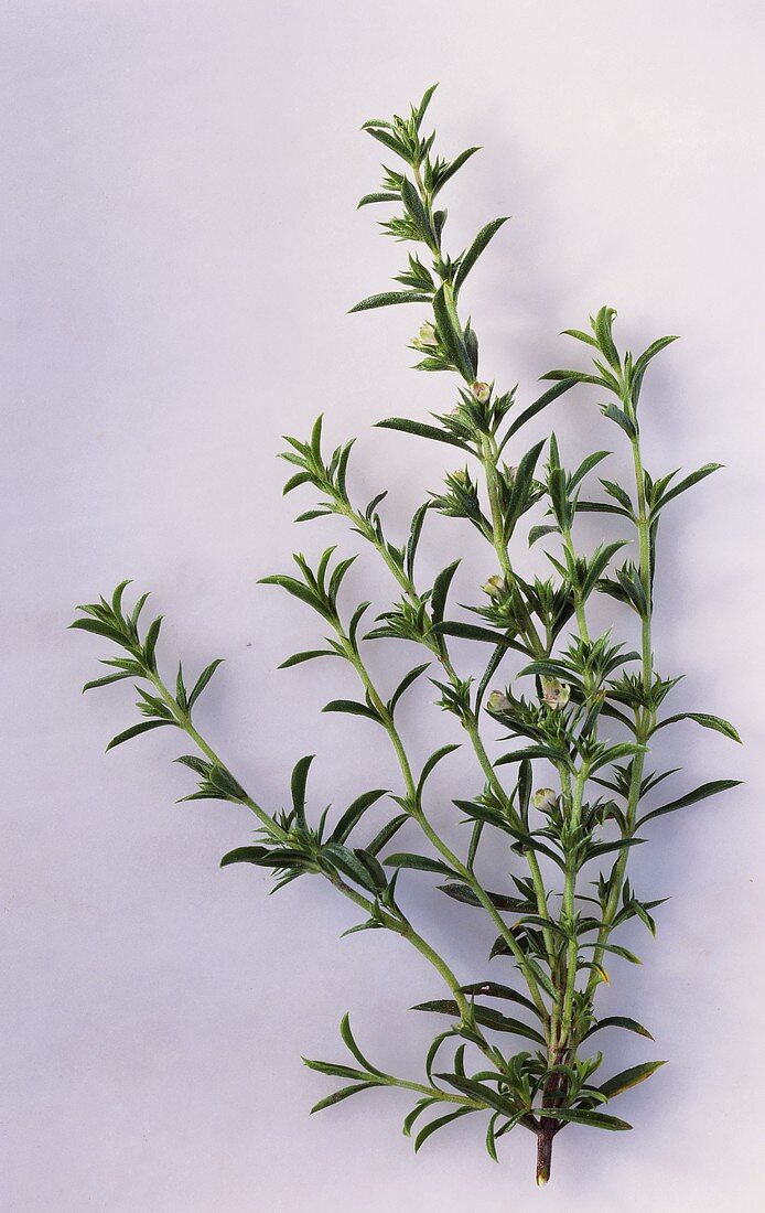 Fresh summer savory