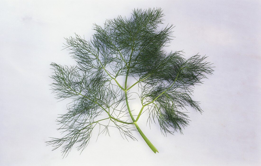 A sprig of fennel