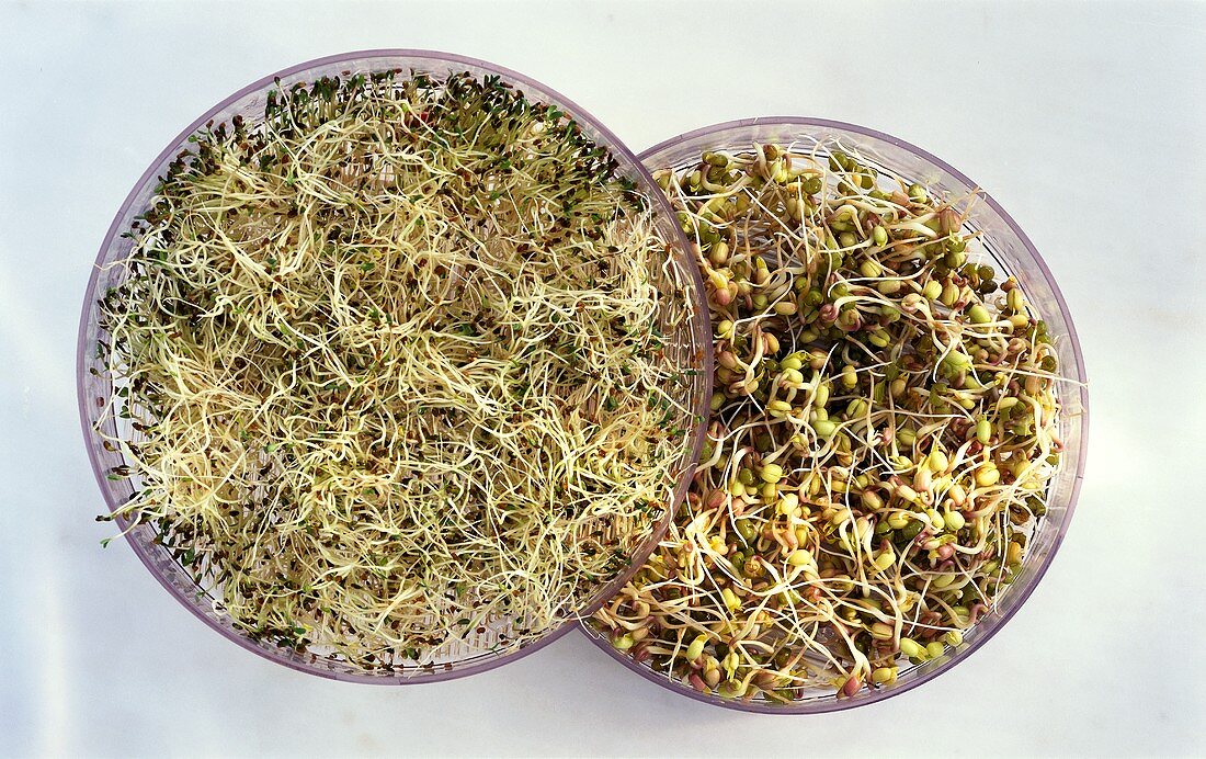 Mung bean sprouts and alfalfa sprouts in sprouting box