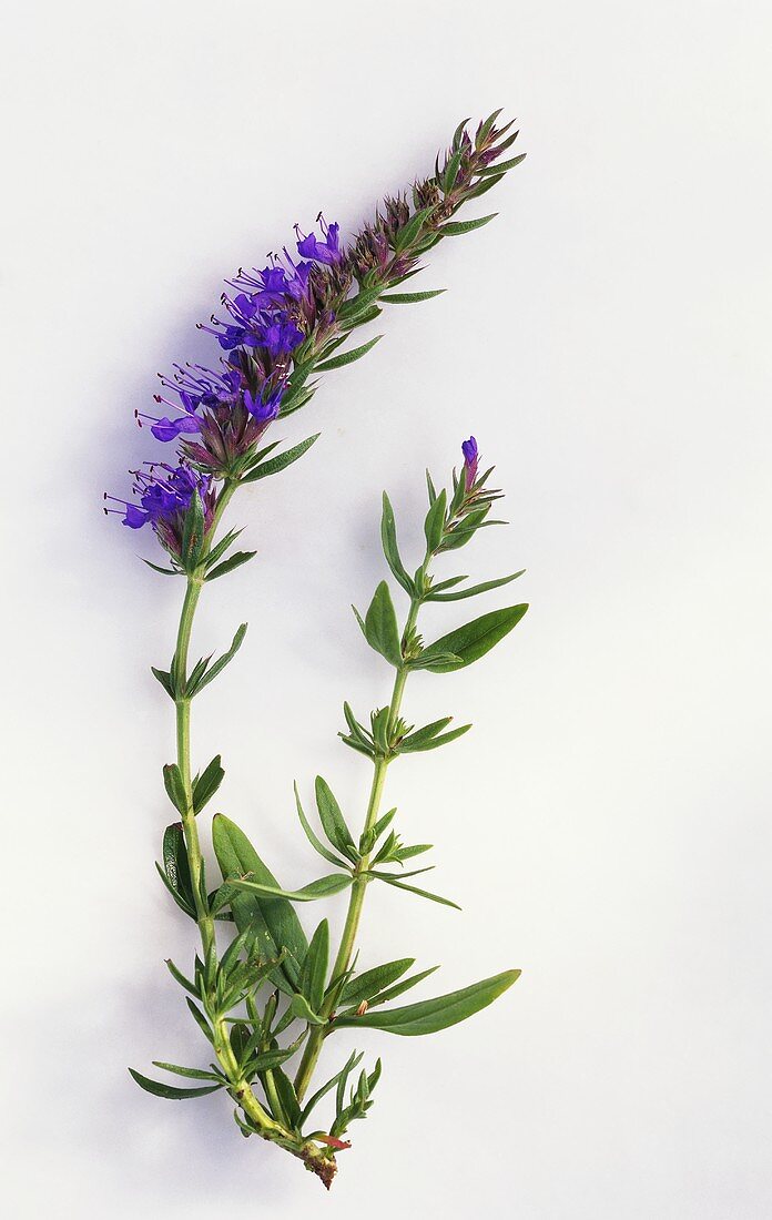 Hyssop with flowers