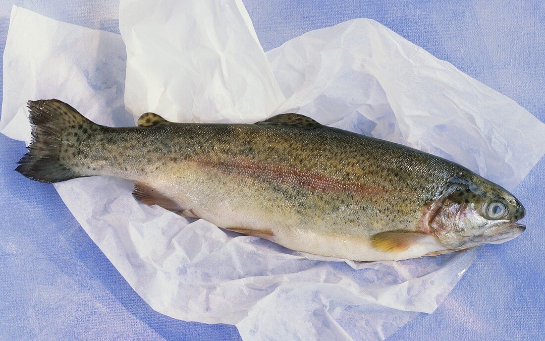 Fresh salmon trout on paper