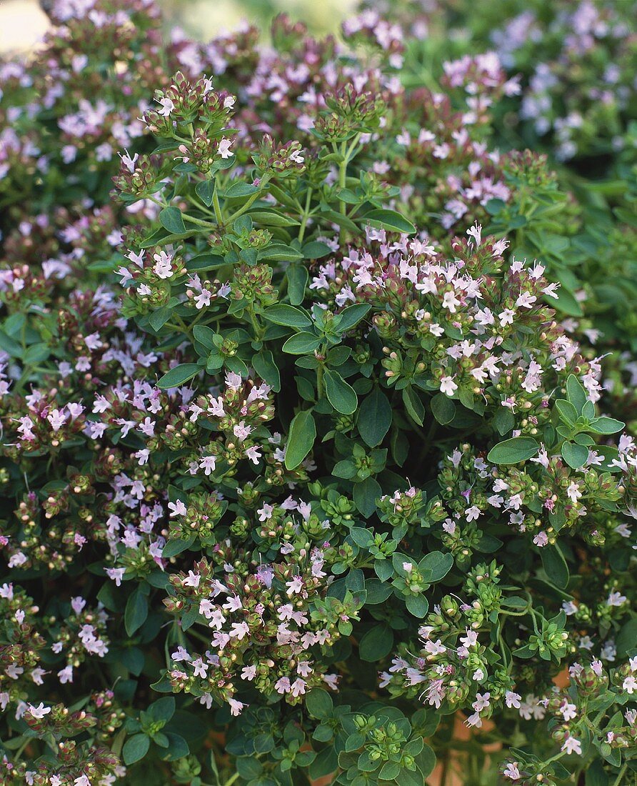 Blühender Thymian (Thymus vulgaris) im Freien