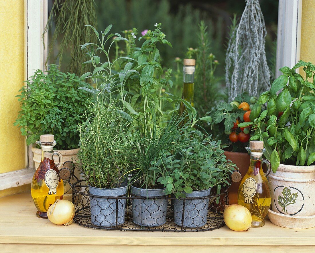 Various herbs and oil on a window sill