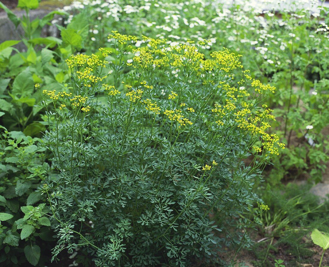 Weinraute (Ruta graveolens) im Kräutergarten