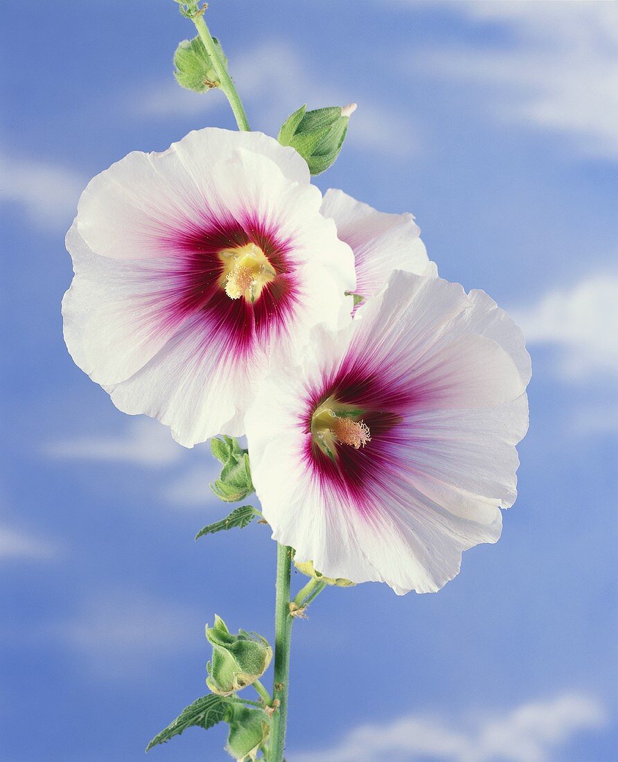 Weiß-lila Stockrosen (Alcea rosea) vor blauem Himmel