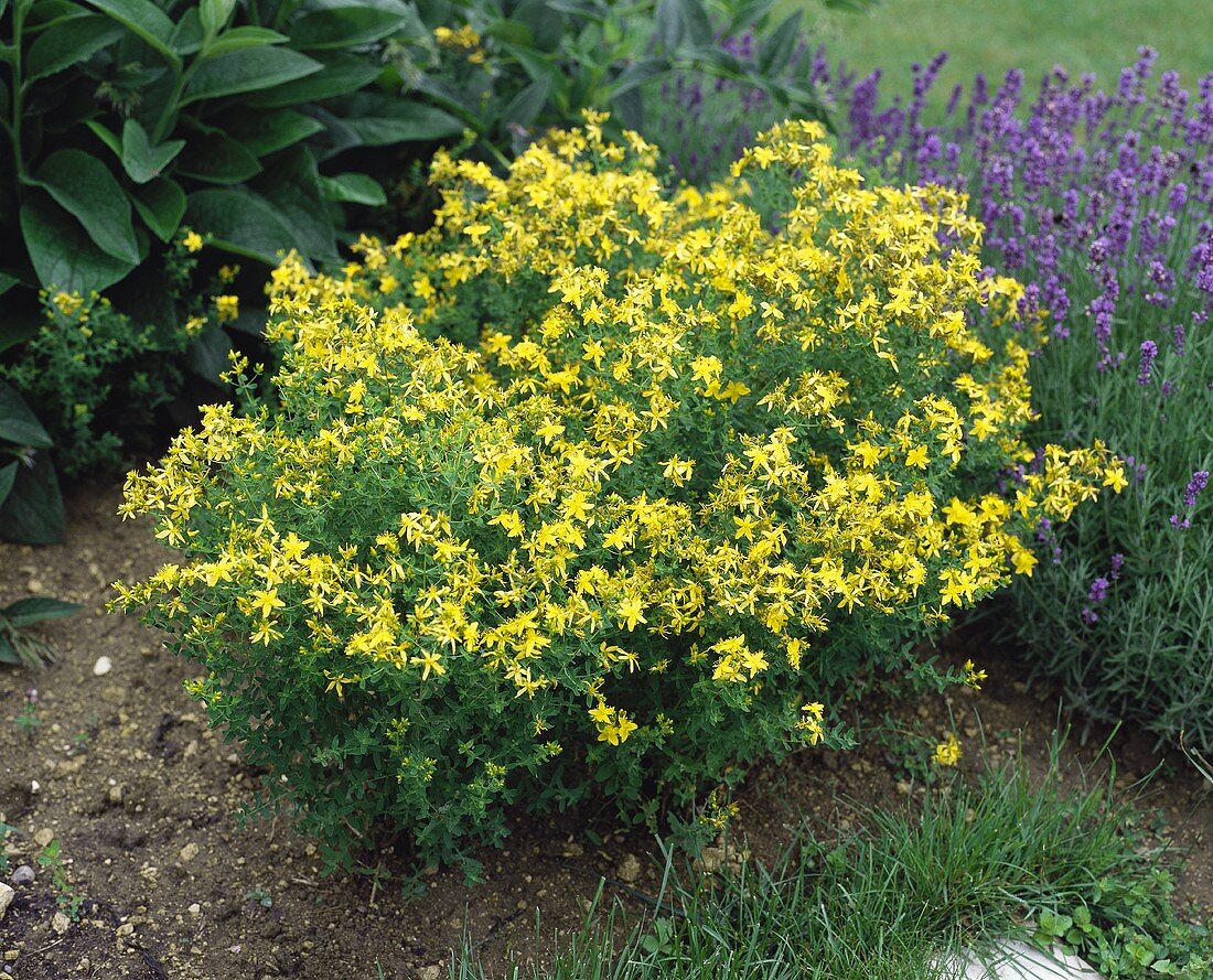 Johanniskraut (Hypericum perforatum); blühende Pflanze