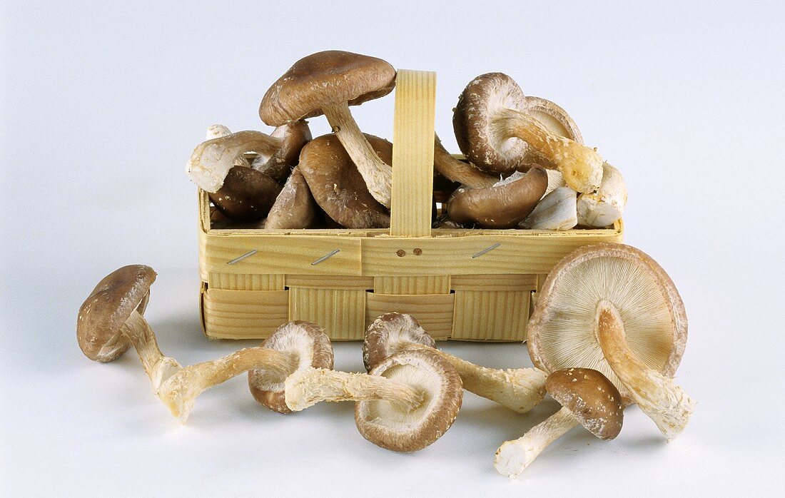 Fresh shiitake mushrooms in chip basket