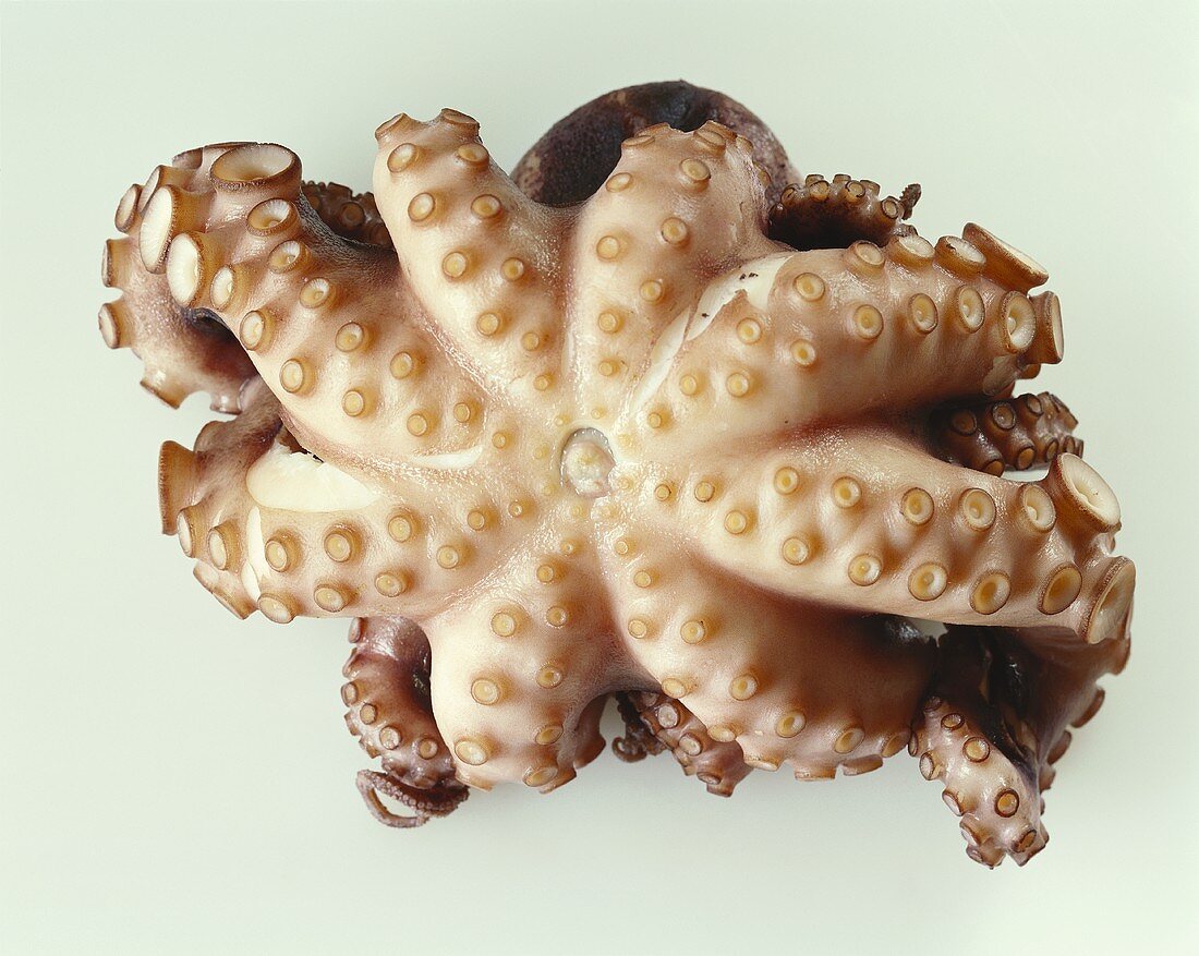 Octopus