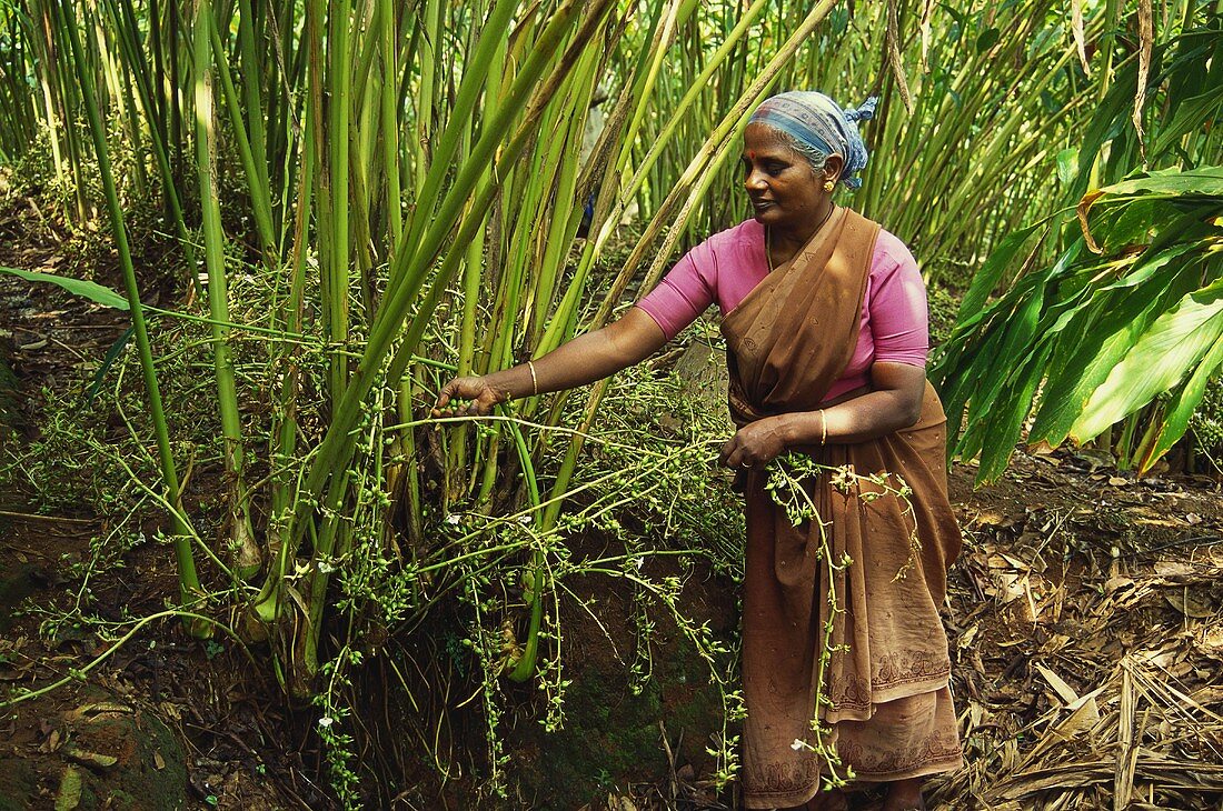Indian woman picking cardamom seed capsules from plant