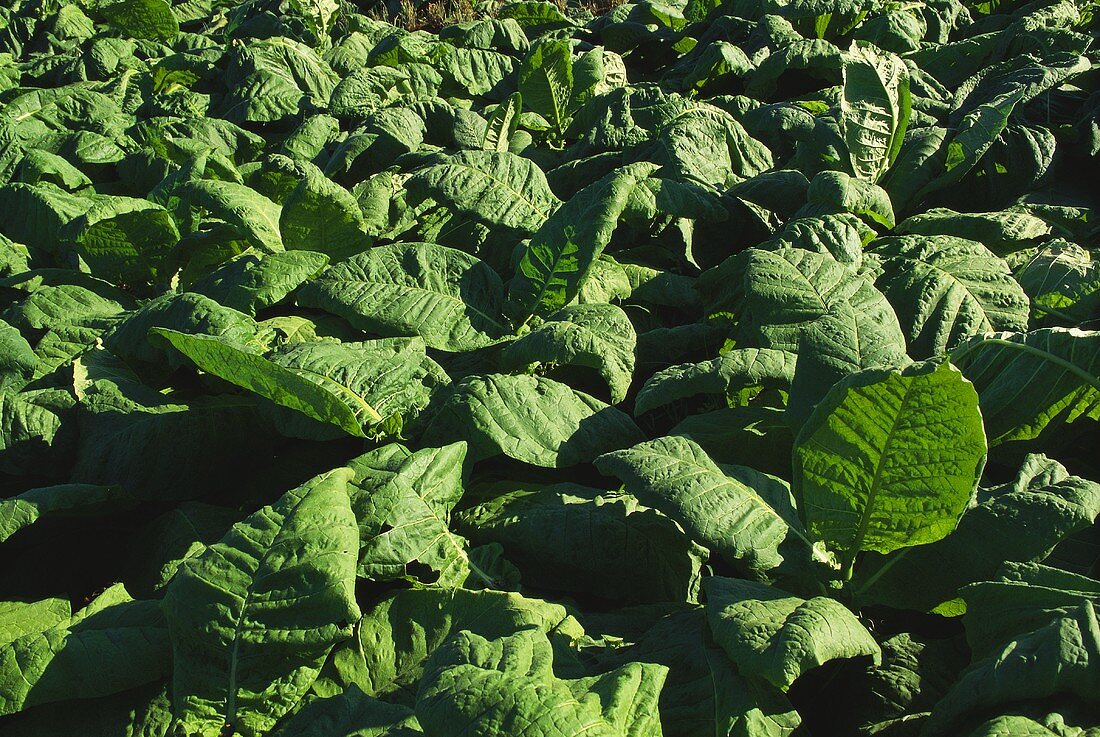Tobacco plants (filling the picture)