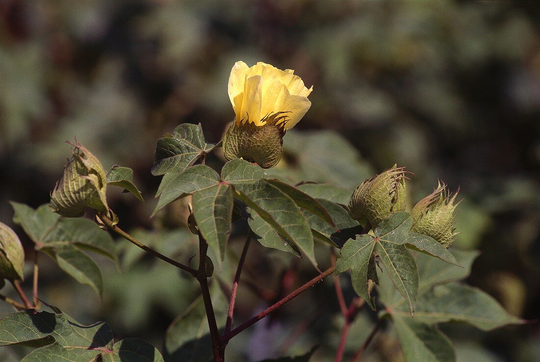 Baumwollpflanzen mit gelber Blüte