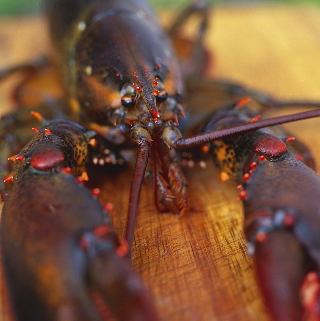 Live Maine lobster on wooden board