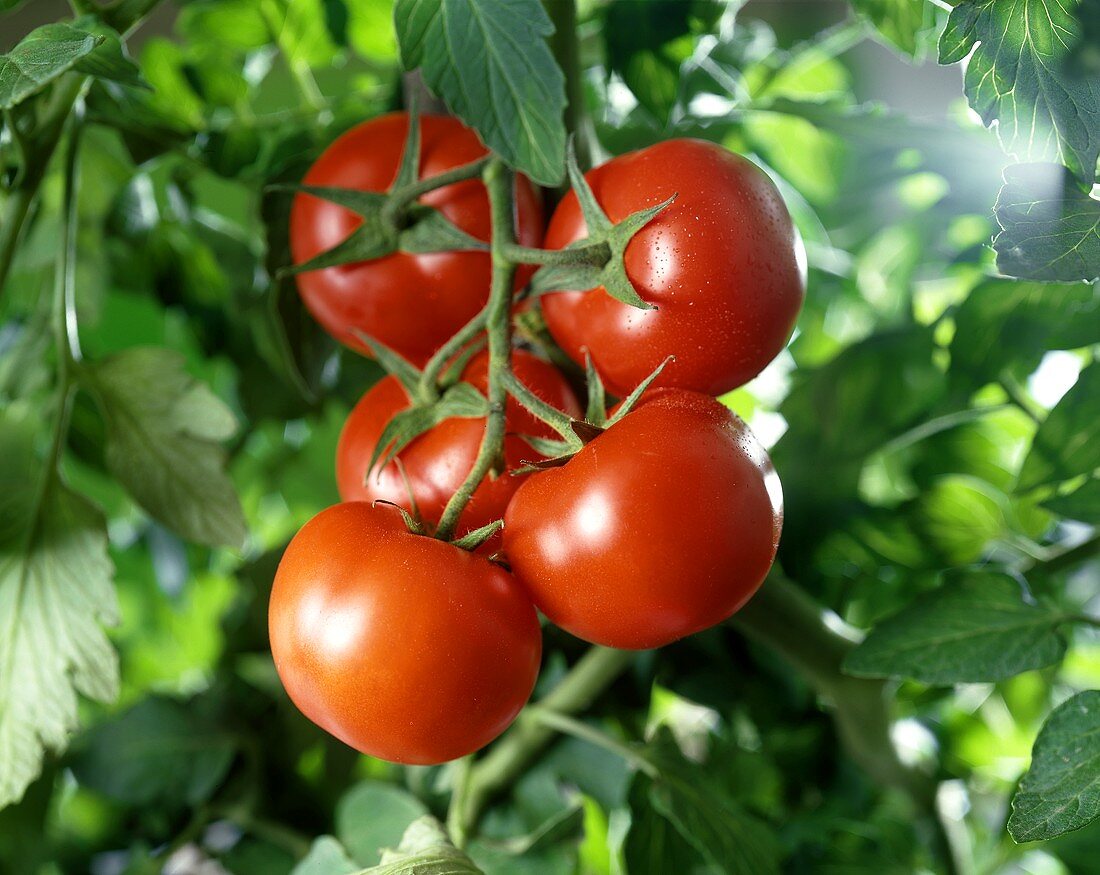 Ripe tomatoes on the plant